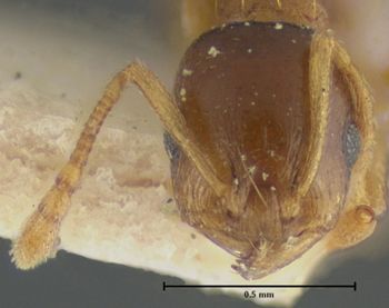 Media type: image;   Entomology 21035 Aspect: head frontal view